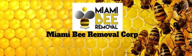 Affordable Bee Removal Service in Florida