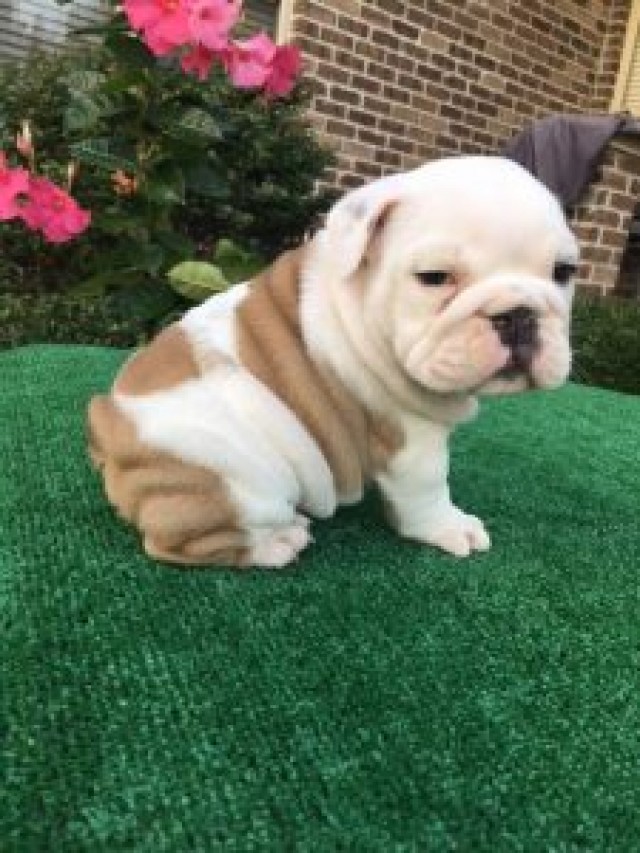 ADORABLE ENGLISH BULLDOG PUPPIES