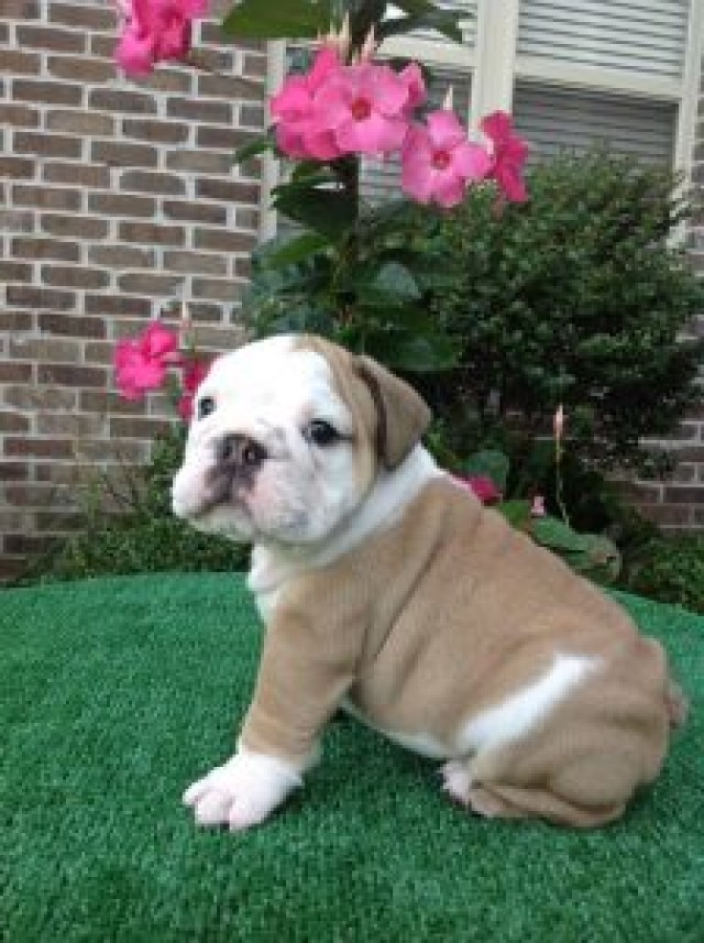 ADORABLE ENGLISH BULLDOG PUPPIES