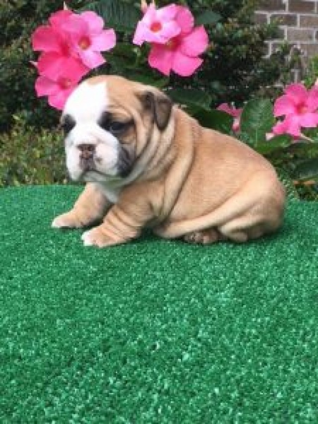 ADORABLE ENGLISH BULLDOG PUPPIES