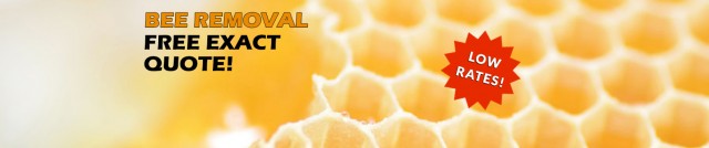 Bee Extermination