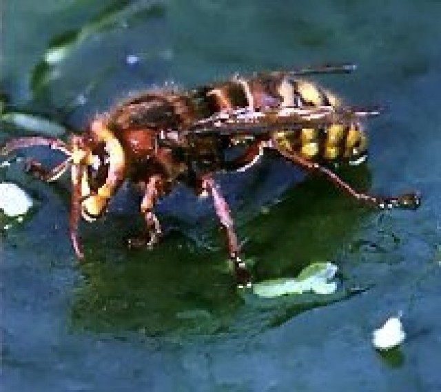 Cost-Effective Bee Removal Service In Miami