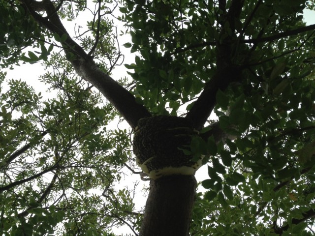 Cost-Effective Bee Removal Service In Miami