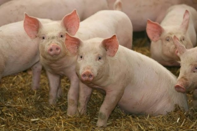 PIG FARMING & SERVICES