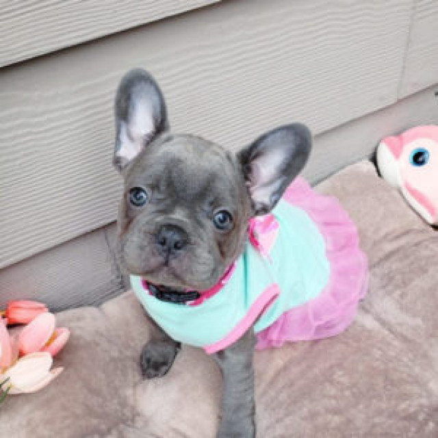 BUY French BullDogs Online NOW