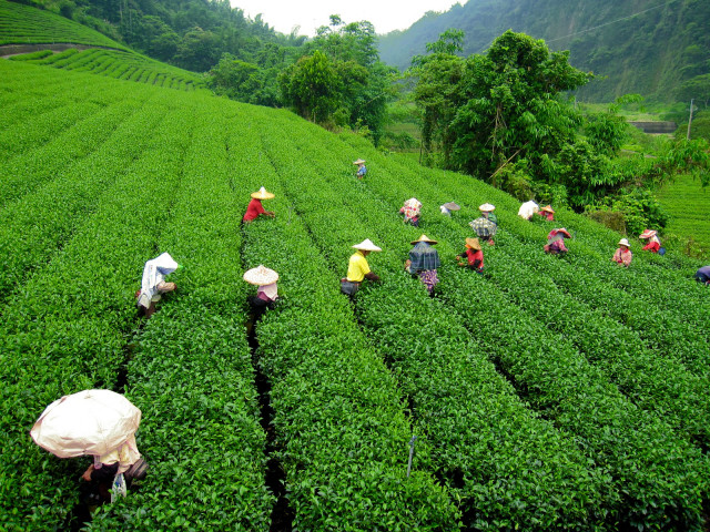 BOOK DARJEELING PACKAGE TOUR FROM MEILLEUR HOLIDAYS