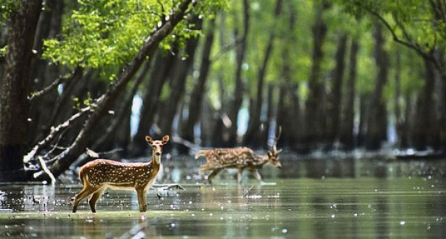 Book Sundarban Houseboat package from Kolkata @ Best Price