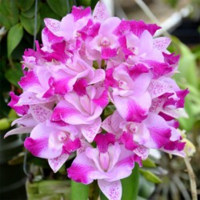 Hoya plants online purchase