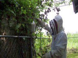 Bee Extermination