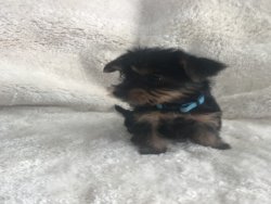  Adorable Small Yorkie Puppies !