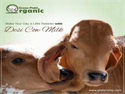 Purchase Milk of Gir Cow in Gurgaon | GFO Farming        