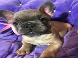 Cute & Playful french bulldog puppies for Sale