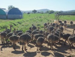 Home Breed ostrich chicks and eggs available 