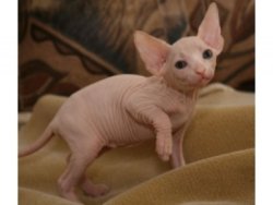 Beautiful sphynx kittens