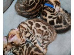 Stunning Bengal Kittens