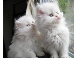 Cute Persian Kittens Currently Available