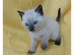 Excellent Pedigree Birman Kittens