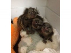 Lovely Finger Marmoset Monkeys available