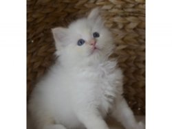 LOVELY PEDIGREE RAGDOLL KITTENS