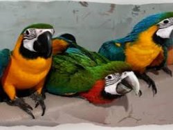Pet Macaw Parrot Birds Species on Sale