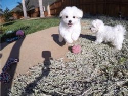 Christmas male and female Maltese Puppies Available