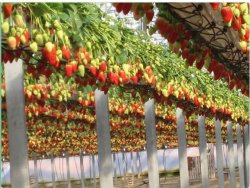 RIOCOCO Introduced BLUMIX for Growing Strawberries in coco coir