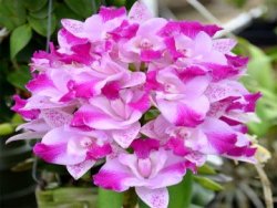Hoya plants online purchase