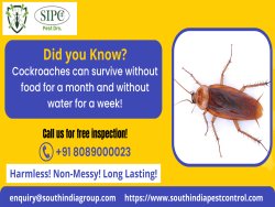 Cockroach Control Services in Goa